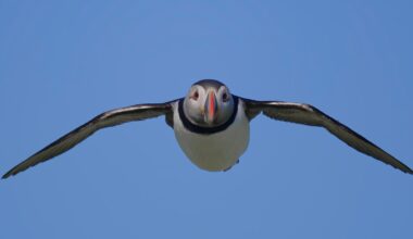 A puffin with its wings fully outstretched flies directly toward the camera against a clear blue sky.
