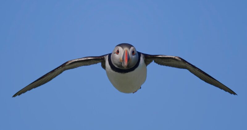 A puffin with its wings fully outstretched flies directly toward the camera against a clear blue sky.