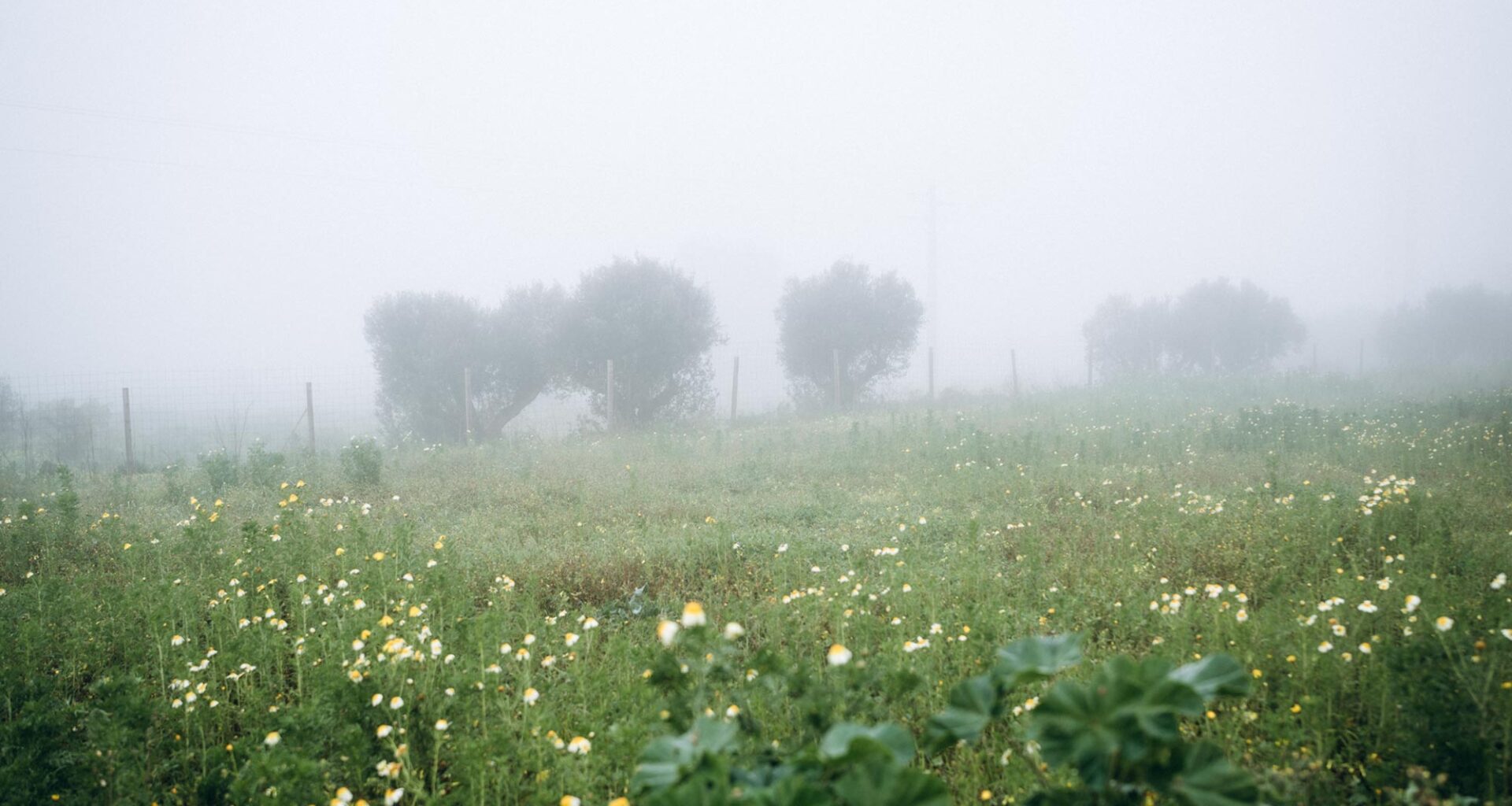 Foggy Weather Field Outside