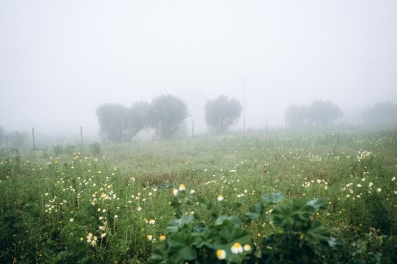 Foggy Weather Field Outside