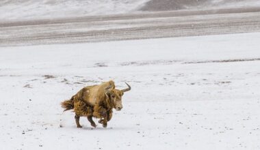First of its Kind Effort Sees China Clone Wild Yaks to Save Subspecies Numbering Fewer Than 300