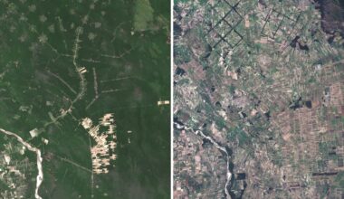 Bolivia’s deforestation crisis: Mennonite soy farming is fueling forest loss