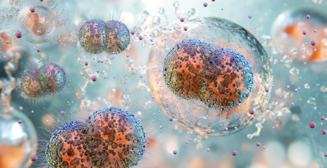 Gonorrhea bacteria, illustration