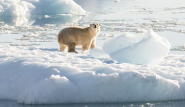 We are now experiencing the terrible cost of the feedback loops of climate change – The Irish Times