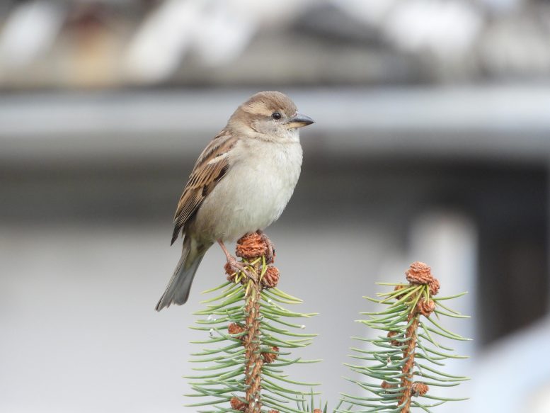 House Sparrow