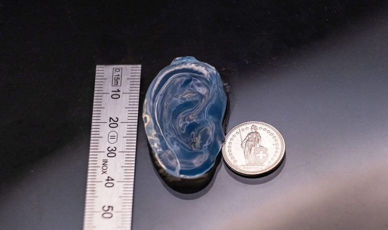 Human Ear Model Printed in a Gelatin Based Resin