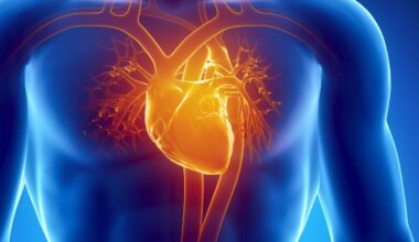 Human Heart Anatomy