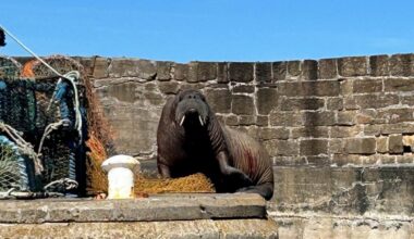 Magnus the walrus spotted in Hopeman after earlier Moray coast stops