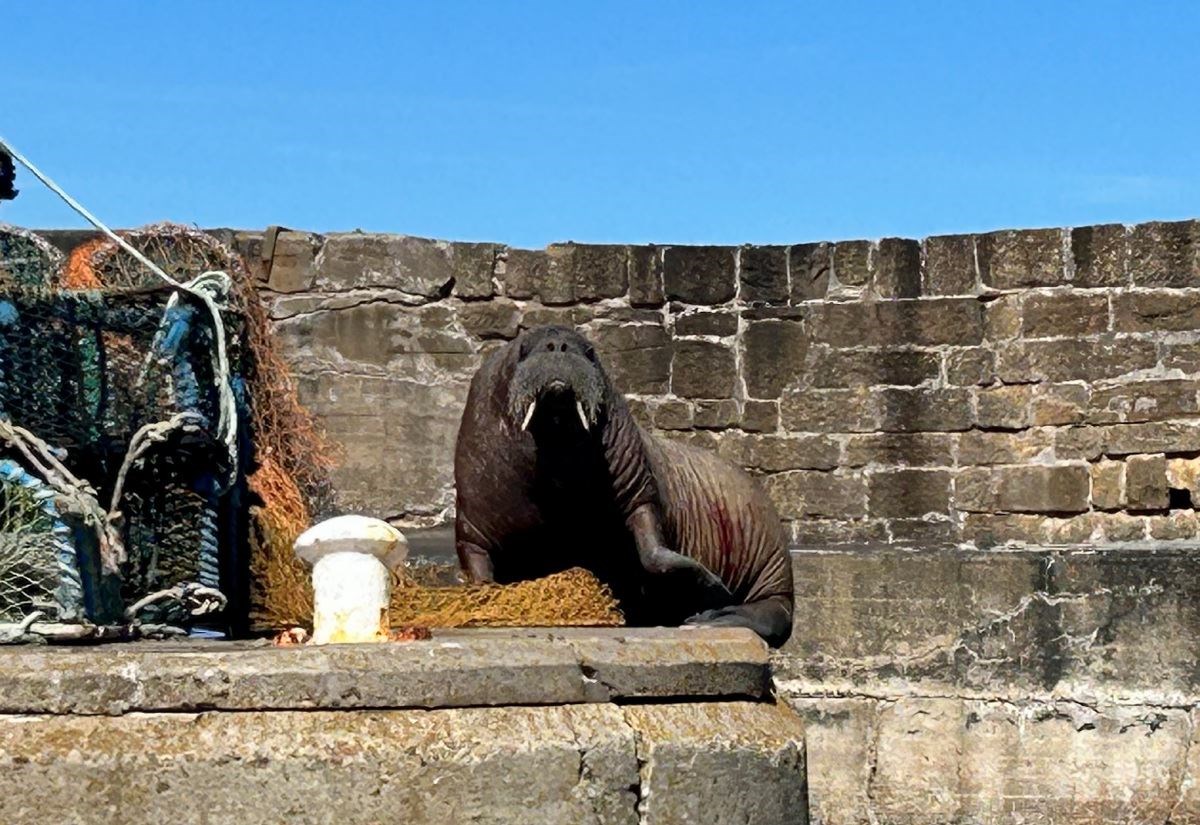 Magnus the walrus spotted in Hopeman after earlier Moray coast stops