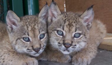 Iberian lynx still endangered despite “spectacular growth”
