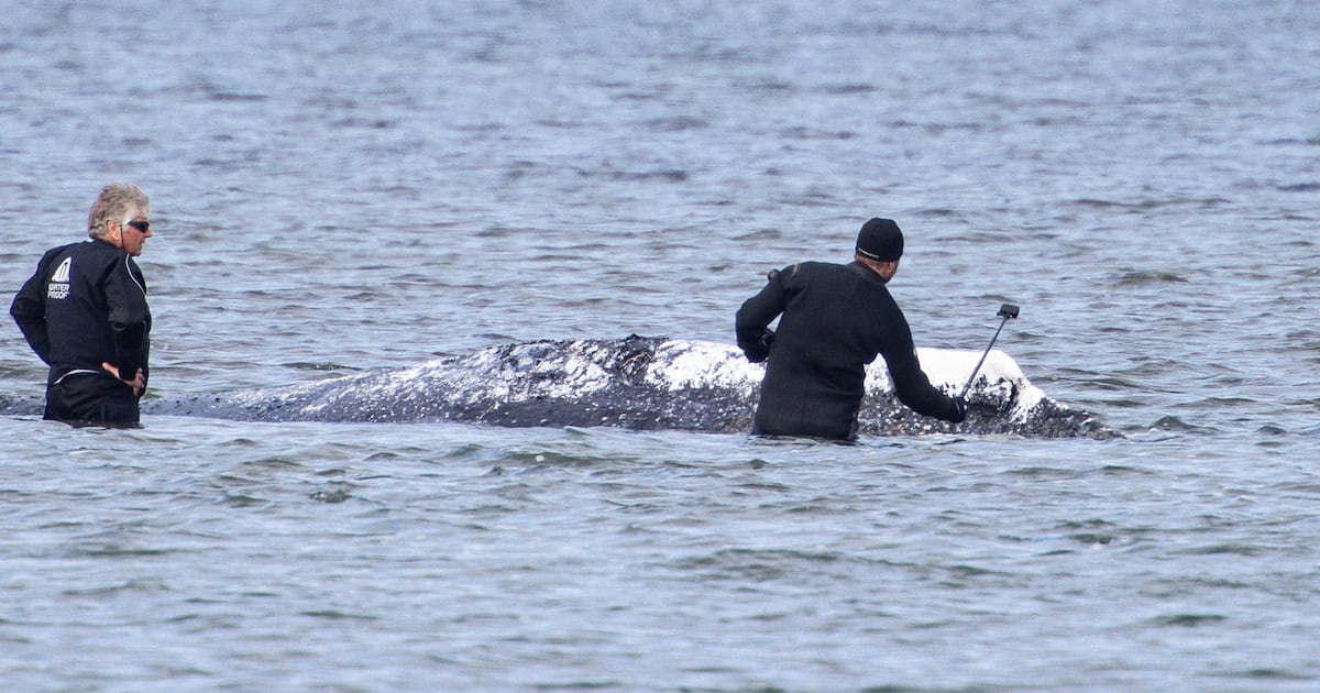 Danish researchers to do autopsy on celebrity whale