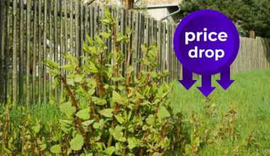Japanese knotweed price drops
