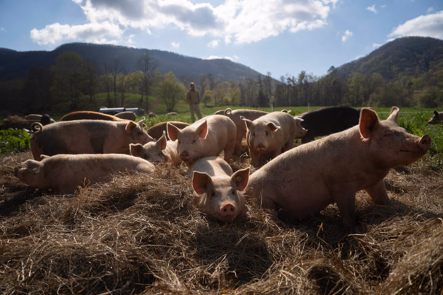 Opinion | Farm bill's Save Our Bacon Act would hurt animal welfare, state rights