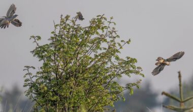 We have an asylum of cuckoos here in west Clare – The Irish Times