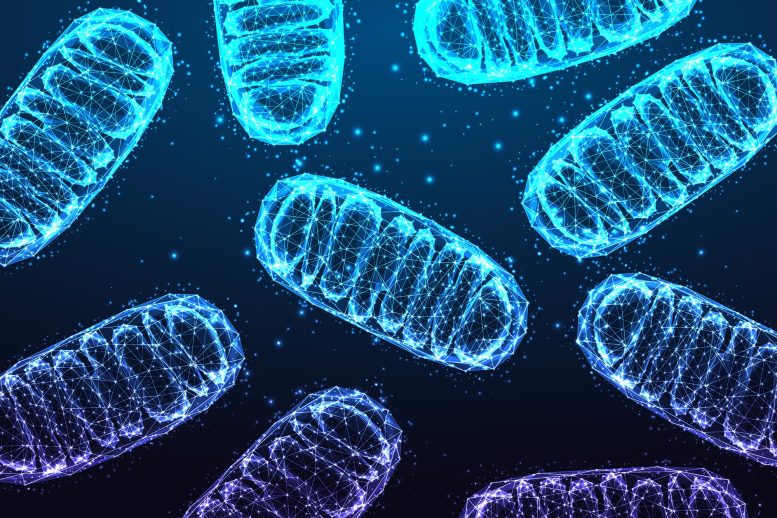 Mitochondria Cell Energy