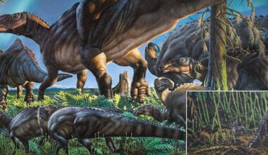 University of Lincoln researcher helps identify extinct Arctic mammals that outlived the dinosaurs