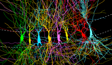 Is The Brain Born 'Blank' or 'Full'? New Study Reveals a Surprise : ScienceAlert