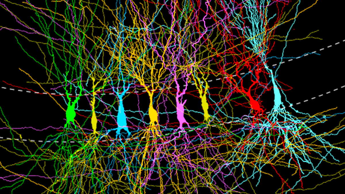 Is The Brain Born 'Blank' or 'Full'? New Study Reveals a Surprise : ScienceAlert