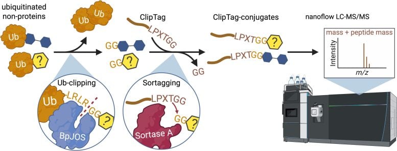 Non proteinaceous Ubiquitin Are Processed for Detection via NoPro Clipping