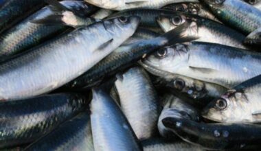 Quiet week for the pelagic fleet, most have made it home for the Christmas break, Norges Sildesalgslag reports in week 49 of 2022 Norway exported NOK 18.4 billion worth of seafood in October, an increase of 22 percent compared to the same month last year