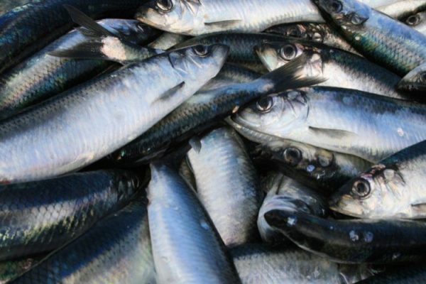Norwegian-herring-750x500 Quiet week for the pelagic fleet, most have made it home for the Christmas break, Norges Sildesalgslag reports in week 49 of 2022 Norway exported NOK 18.4 billion worth of seafood in October, an increase of 22 percent compared to the same month last year