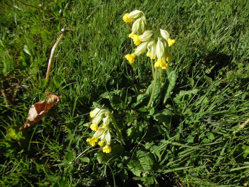 A cowslip on a grass verge in Rathfarnham, Dublin. Photograph: Nigel Burgess