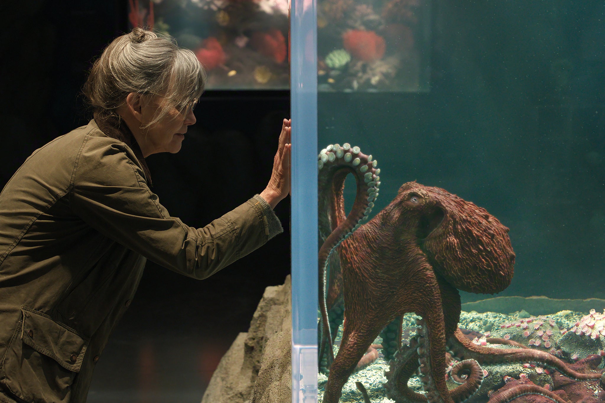 Sally Field (and an octopus) in ‘Remarkably Bright Creatures’