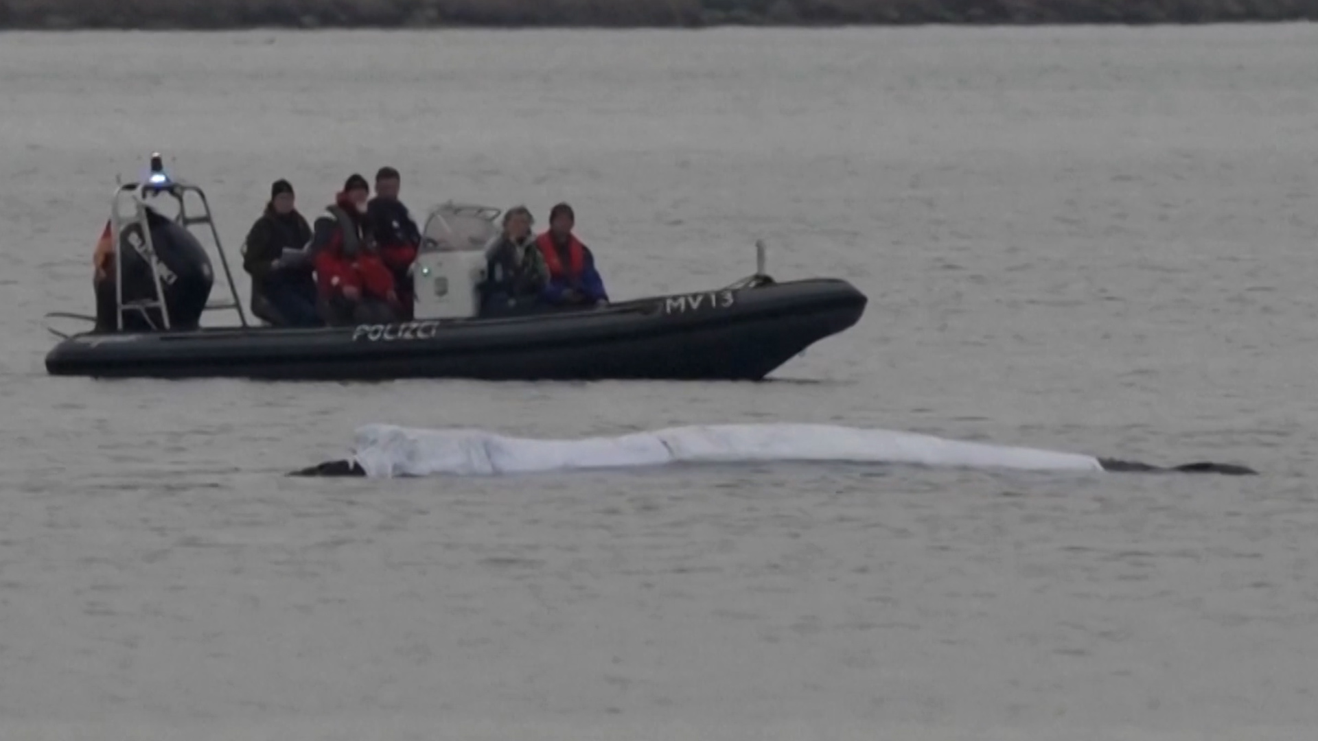 Click to play video: 'Whale stranded near Germany, private team working to rescue 12-tonne mammal'