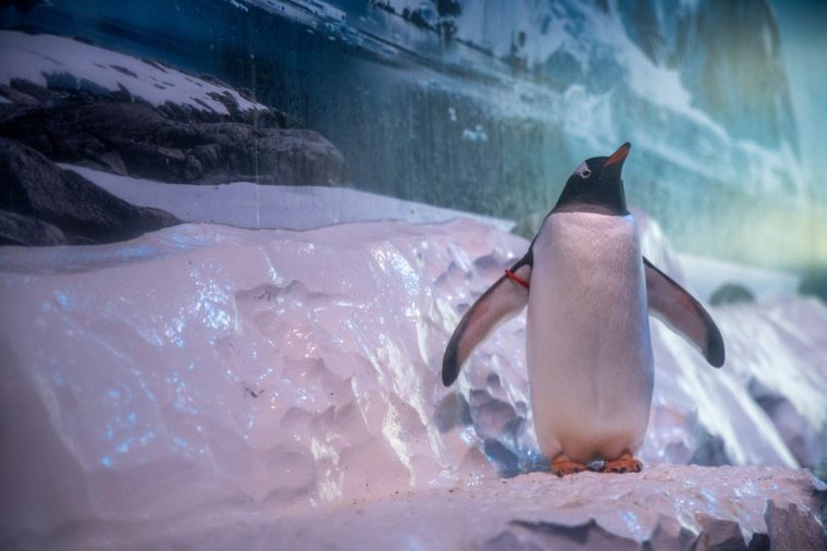 Undated Born Free handout photo of the Gentoo penguins' enclosure at Sea Life London Aquarium. 250 people attended a demonstration organised by Freedom for Animals with support from Born Free and The Express newspaper, to protest against the captivity of 15 gentoo penguins at the Sea Life London Aquarium attraction in Westminster, London. Issue date: Sunday October 19, 2025. PA Photo. Photo credit should read: Born Free/PA Wire NOTE TO EDITORS: This handout photo may only be used in for editorial reporting purposes for the contemporaneous illustration of events, things or the people in the image or facts mentioned in the caption. Reuse of the picture may require further permission from the copyright holder.