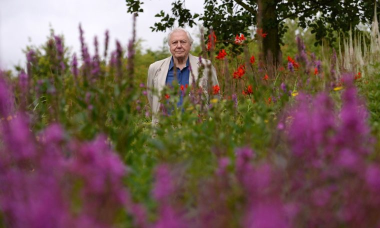 Sir David Attenborough visits the London Wetland Centre in west London where he launched his new campaign to raise public awareness to help reverse the butterfly decline, urging the public to plant butterfly-friendly flowers in their garden to help reverse declining numbers of the insects.