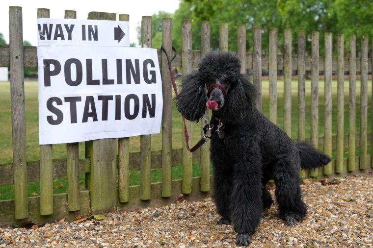 Flaeda the poodle, named after the eldest daughter of Alfred the Great, poses for a picture outside a polling station in London, Thursday, May 7, 2026 as she waits for her owner during the UK 2026 local elections.(AP Photo/Kirsty Wigglesworth)