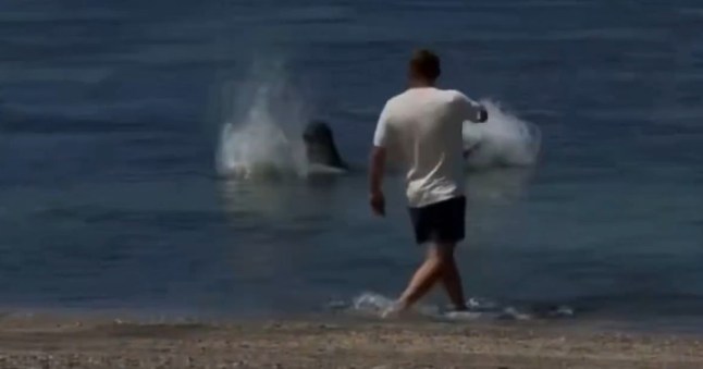 A screengrab of a Hawaii tourist caught on video hurling a large rock at an endangered seal's head.