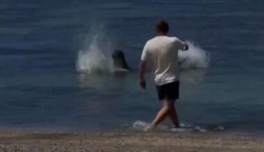 Moment man is caught 'throwing rock at endangered seal' at beach | News US