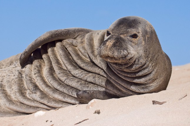 An endangered Hawaiian Monk Seal looks around while sunning itself on Ka'ena Point on the island of Oahu, revealing its wrinkled layers of skin and blubber.