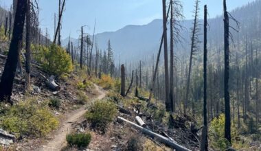 Will burying dead trees after a wildfire keep their carbon locked up?