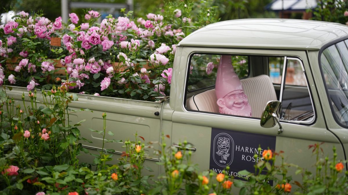 A gnome on display on the Harkness Roses stand during press day at the RHS Chelsea Flower Show, at the Royal Hospital Chelsea in London. Picture date: Monday May 18, 2026. PA Photo. Photo credit should read: Aaron Chown/PA Wire