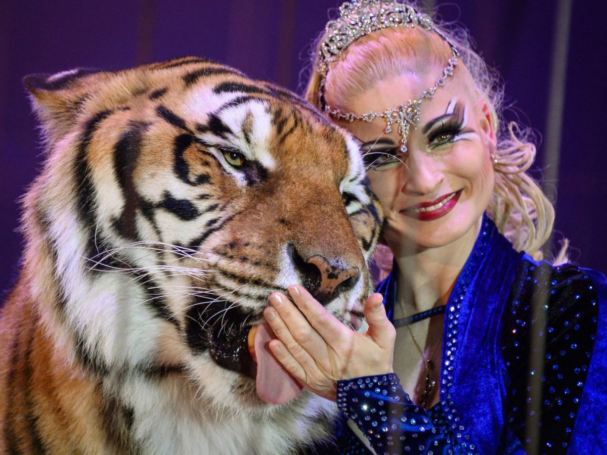 In this photograph taken on January 23, 2015, German trainer Carmen Zander (R) poses with a tiger during the International Circus Festival in Massy. The City of Paris pledged on December 13, 2017, to become a city without wild animals in circuses, without deadline and by sending back to the State the responsibility of a prohibition, a unanimous decision qualified as 