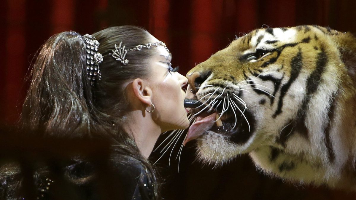 Carmen Zander performs with a tiger during the gala of the 42nd Monte-Carlo International Circus Festival in Monaco on January 23, 2018. / AFP PHOTO / POOL / Claude Paris (Photo credit should read CLAUDE PARIS/AFP via Getty Images)