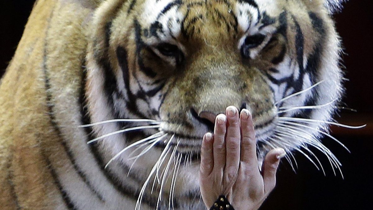 Carmen Zander performs with a tiger during the gala of the 42nd Monte-Carlo International Circus Festival in Monaco on January 23, 2018. / AFP PHOTO / POOL / Claude Paris (Photo credit should read CLAUDE PARIS/AFP via Getty Images)
