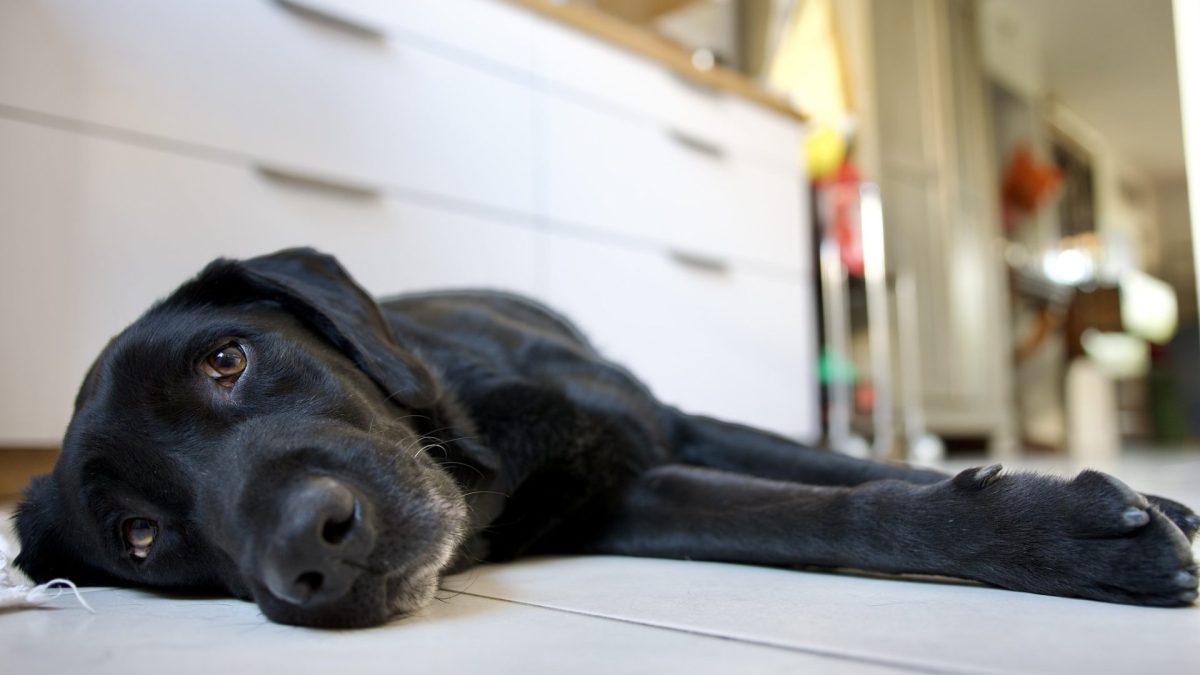 black labrador dog exhausted by the heat lying on the white tile of a kitchen in summer