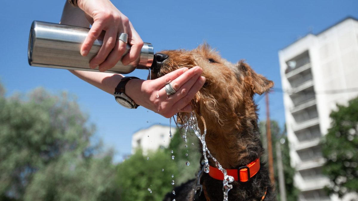 The concept of hot weather and a pet. Hands holding a bottle and giving water to a dog in an urban environment. Breed Airedale Terrier.