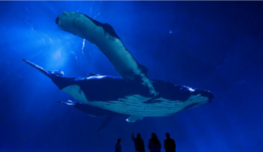 Naturalist David Attenborough’s centennial celebrated at Artis