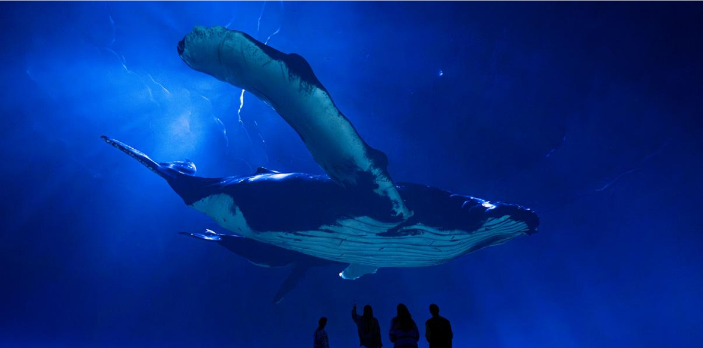 Naturalist David Attenborough’s centennial celebrated at Artis