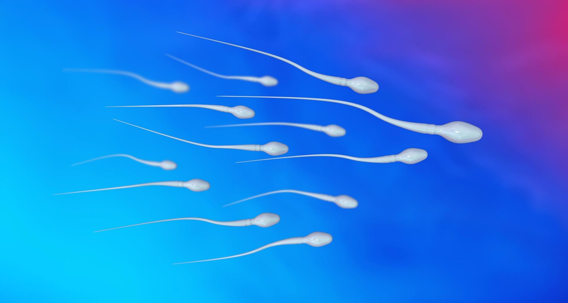 Spermatozoa Sperm Cells