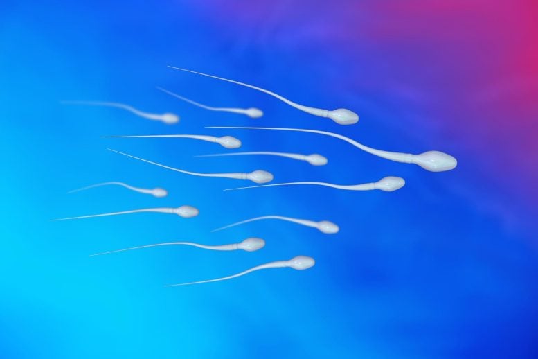 Spermatozoa Sperm Cells