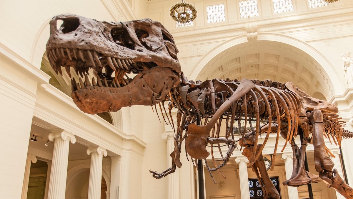 Scientists May Finally Know Why T. Rex Had Such Tiny Arms : ScienceAlert