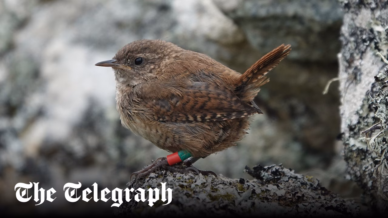 Wrens on Scottish islands double in size amid lack of predators