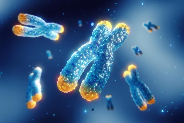 Telomeres Chromosomes