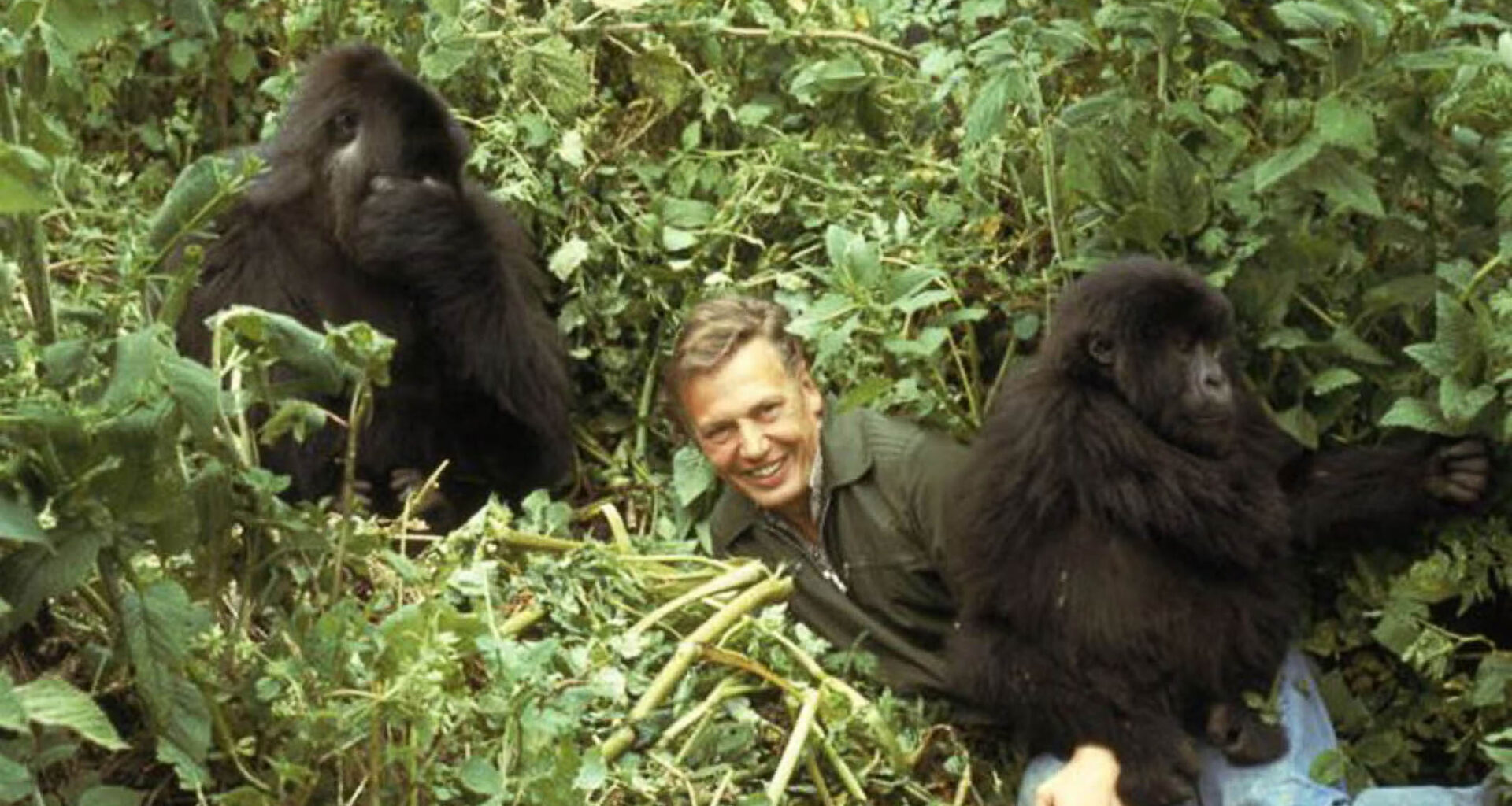 David Attenborough: My gorilla encounter left me overwhelmed with a feeling of extraordinary privilege - The Observer