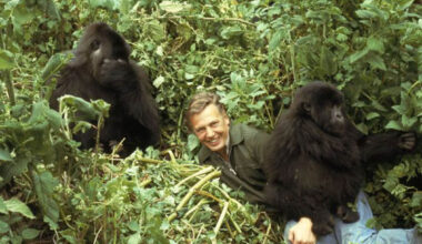 David Attenborough: My gorilla encounter left me overwhelmed with a feeling of extraordinary privilege - The Observer